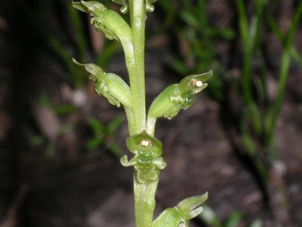 Microtis Oblonga - Sweet Onion Orchid.jpg